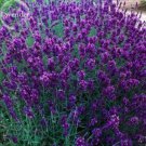 20 seeds Hidcote Blue Provence Lavender