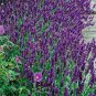 20 seeds Hidcote Blue Provence Lavender