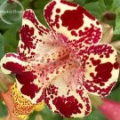 30 seeds Rare Beautiful Colorful Monkey Face Flowers