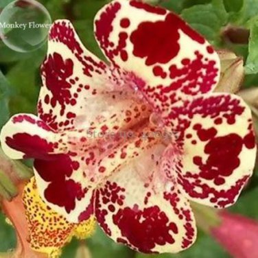 30 seeds Rare Beautiful Colorful Monkey Face Flowers