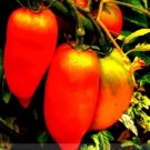 100 seeds 'Opalka' Organic Polish Heirloom Tomato