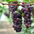 15 seeds Mixed Grape Vitis Vinifera Vine Delicious Fresh Fruit