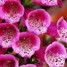 100 seeds Purple Foxglove Flowers