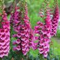 100 seeds Purple Foxglove Flowers