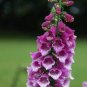 100 seeds Purple Foxglove Flowers