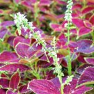 20 seeds Heirloom Coleus Blumei Painted Ornamental Herbs