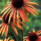 100 seeds 'Green Jewel' Echinacea Lovely Pale Yellow Coneflowers