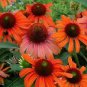 100 seeds 'Green Jewel' Echinacea Lovely Pale Yellow Coneflowers
