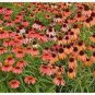 100 seeds 'Green Jewel' Echinacea Lovely Pale Yellow Coneflowers
