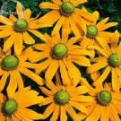 100 seeds 'Qiji' Orange Echinacea Purpurea Coneflower with Green Eye