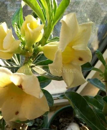2 seeds Rare 'thin yellow elves' Adenium Desert rose