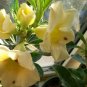 2 seeds Rare 'thin yellow elves' Adenium Desert rose