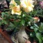 2 seeds Rare 'thin yellow elves' Adenium Desert rose