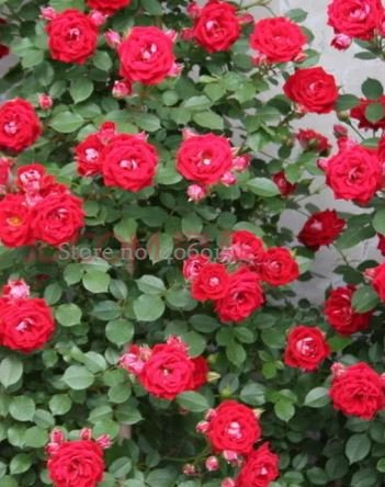 50 seeds Rare Bright Red Climbing Rose Flowers for yard garden