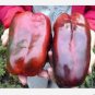 100 seeds Russian Giant Sweet Pepper