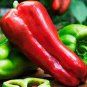 100 seeds Russian Giant Sweet Pepper