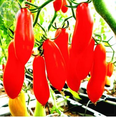 100 seeds Red Bananas Tomatoes Seeds