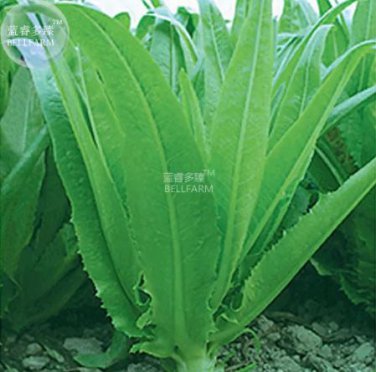 200 seeds Romaine Lettuce (Lactuca L. var. longifolia) Vegetable