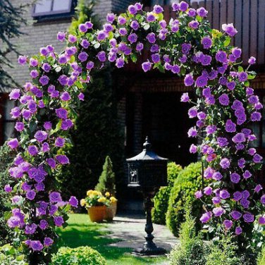 100 Seeds Rare Purple Climbing Rose Very Beautiful Ornamental Climbing Flowers