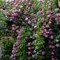 100 Seeds Rare Purple Climbing Rose Very Beautiful Ornamental Climbing Flowers