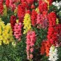 50 Seeds Rare Colorful Snapdragon Flower Mixed Antirrhinum Majus