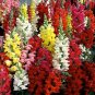 50 Seeds Rare Colorful Snapdragon Flower Mixed Antirrhinum Majus