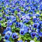 30 Seeds Viola Cornuta Blue Pansy
