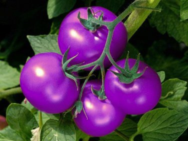 100 Seeds Tomato Giant Purple Fruit