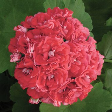 10 Seeds Geranium 'Rose Red Rosebud' Hybrid