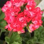 10 Seeds Geranium 'Rose Red Rosebud' Hybrid
