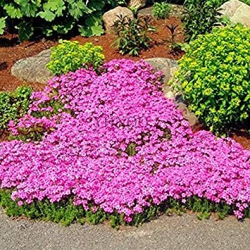 205 Seeds rare ROCK cress Seeds Climbing plant Creeping Thyme