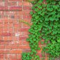 50 Seeds Green Boston Ivy Seeds Evergreen Climbing Plants