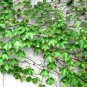 50 Seeds Green Boston Ivy Seeds Evergreen Climbing Plants