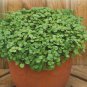 500 Seeds Watercress Greens Aqua