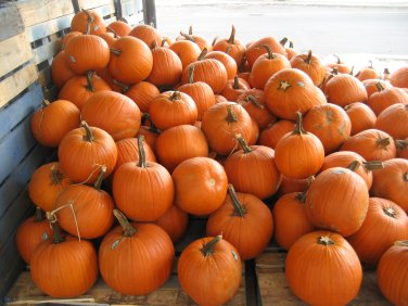 10 Seeds USA Giant Pumpkin