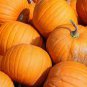 10 Seeds USA Giant Pumpkin