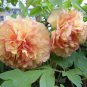5 Seeds Rare Jin Ge Japanese Tree Peony