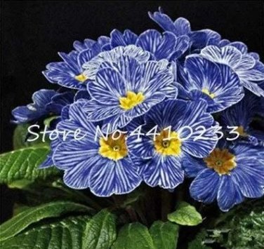 100 seeds Kasuki Fresh Evening Primrose Bonsai Seedlings Perennial Beautiful Europe Primula Flower