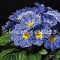 100 seeds Kasuki Fresh Evening Primrose Bonsai Seedlings Perennial Beautiful Europe Primula Flower