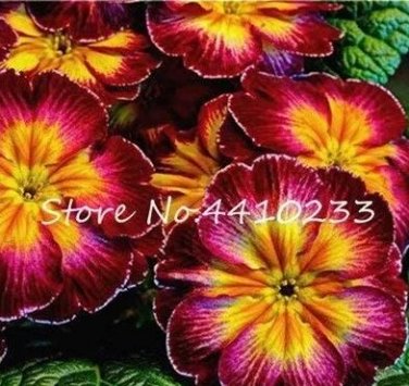 Kasuki 100 seeds Fresh Evening Primrose Bonsai Seedlings Perennial Beautiful Europe Primula Flower