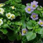 100 seeds Rare Exacum Affine Bonsai Summer Skies Exacum Affine Flower Bonsai