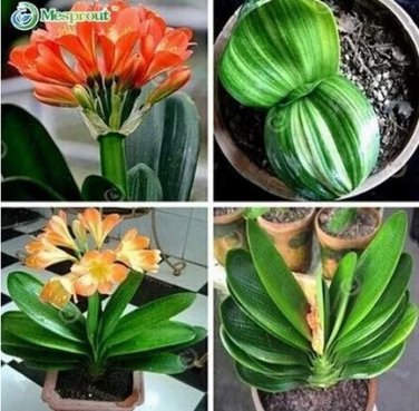 100 seeds Clivia Bonsai, Clivia Potted, Bonsai Balcony Flower for Home&Garden