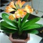 100 seeds Clivia Bonsai, Clivia Potted, Bonsai Balcony Flower for Home&Garden