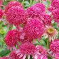 200 seeds Echinacea 'Cranberry Cupcake' Red Bonsai Coneflowers
