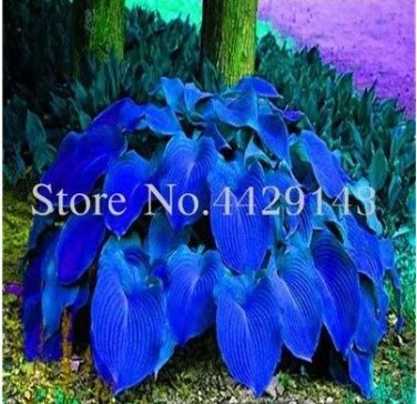 100 pcs 100 seeds Hosta Bonsai Perennials Plantain Beautiful Lily Flower White Lace Home Garden