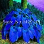 100 pcs 100 seeds Hosta Bonsai Perennials Plantain Beautiful Lily Flower White Lace Home Garden