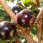 10 seeds Purplish Red Round Plum Bonsai Fruits Plants