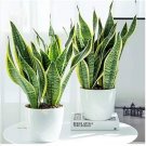 100 seeds Sansevieria trifasciata Bonsai Succulent Plants Tiger Piran Flower