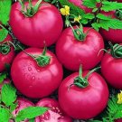 100 Seeds 'Pink Girl' Big Bunches of Tomato