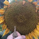 15 seeds GIANT Titan Sunflowers 24 Inch Heads